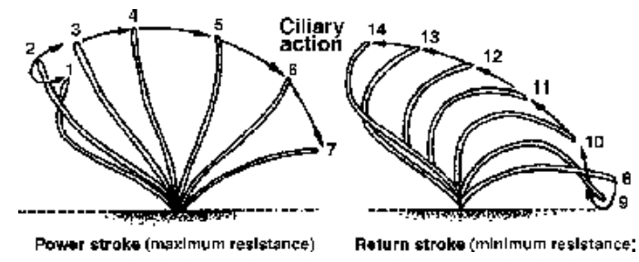 CILIA AND FLAGELLA